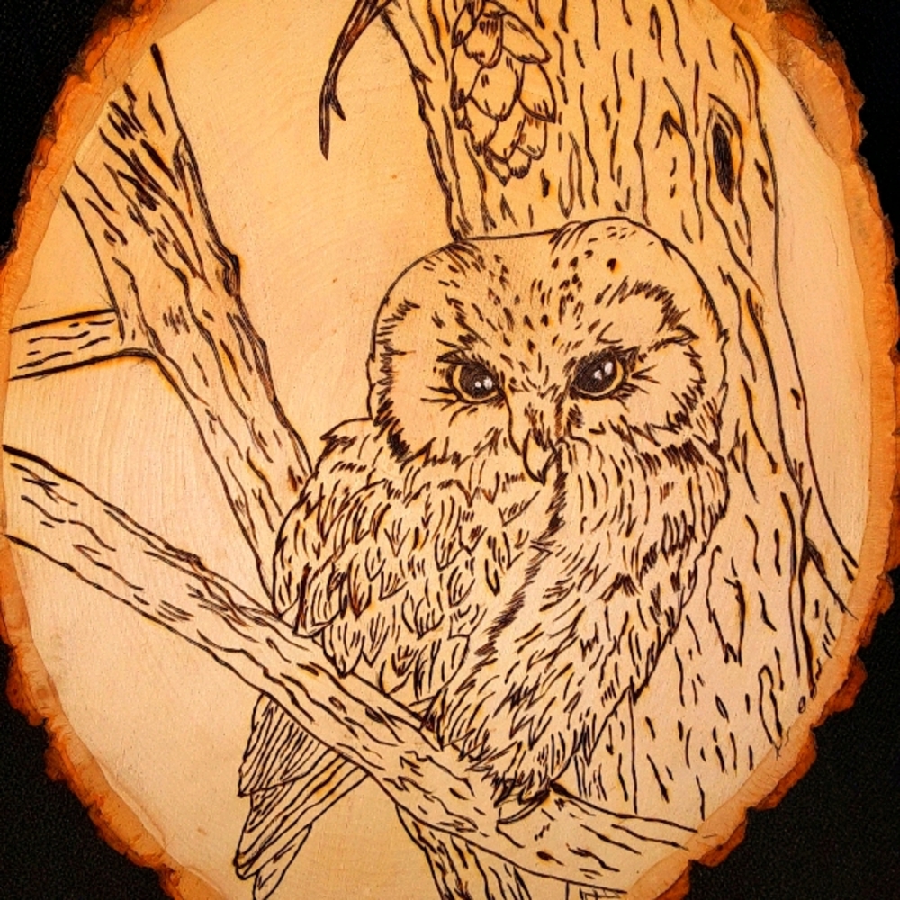 The wise owl